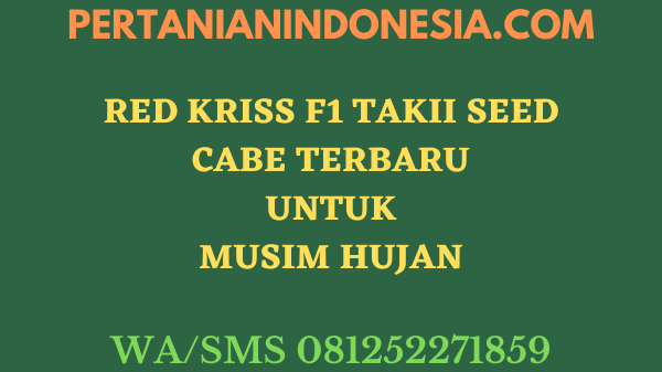 Red Kriss F1 Takii Seed Cabe Terbaru Untuk Musim Hujan